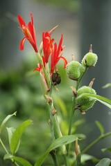 Cannaceae Plant with Flowers and Fruits