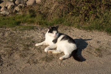 a cat lies on the beach