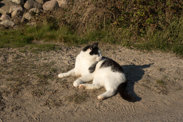 Naklejka na ściany i meble cat lies on the beach