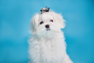 Portrait of a Maltese puppy on a blue background, close-up