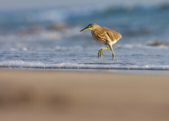 Pond heron on the beach. Ardeola grayii. The Indian pond heron or paddybird is a small heron.