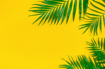 Mininmal abstract summer background. Tropical palm leaves on yellow background
