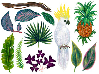 Botanical plant and  white cockatoo on an isolated white background, watercolor illustration, clipart © HoyaBouquet