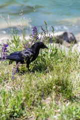 Single Crow in a Meadow with Lilac Flowers next to a River