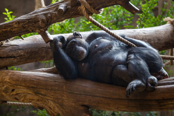 Chimp lying on Tree Trunk and relaxing, Africa