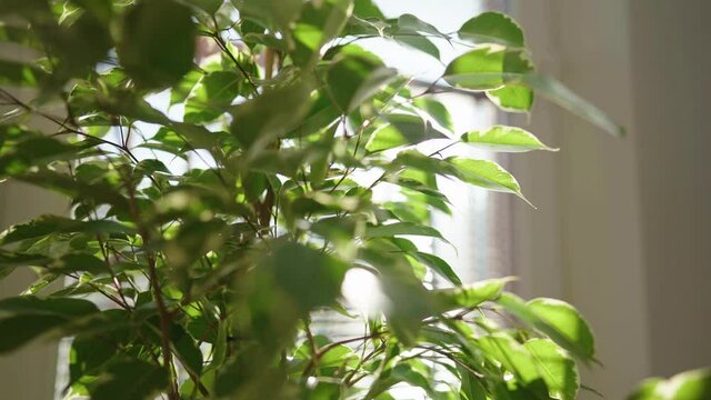 Sun shining through houseplant flower leaf slight dolly slide 4K