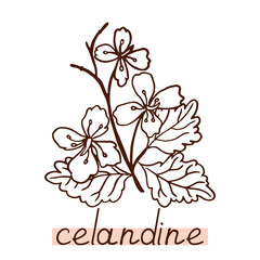 Celandine silhouette. Outline medical plant on white background.
