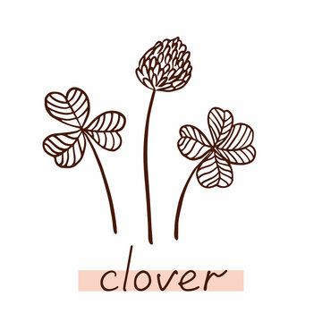 Clover leaf and flower. Hand drawn clover silhouette.