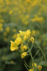 Obraz premium Closeup shot of mustard flowers in the mustard field