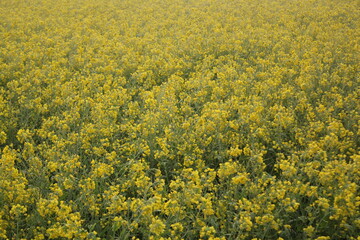 Landscape view of mustard field with blooming mustard flowers
