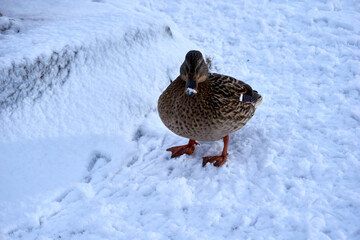 close up of beautiful brown duck lady in snow