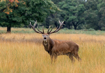 deer stag rutting