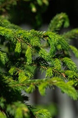 Bright green young juicy branches of spruce. Vertical photo.