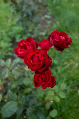 Beautiful red roses in the garden. Drops on the petals. Flowers on a green background. Vertical image.
