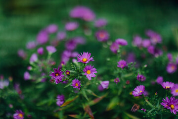 pink flowers in the garden