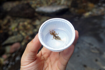 Mayfly nymphs in a plastic sample collection cup on hand. benthic animals used as biological...