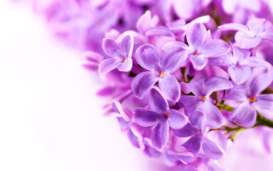 Fototapeta na wymiar Lilac flowers bloom banner. Congratulation card background.