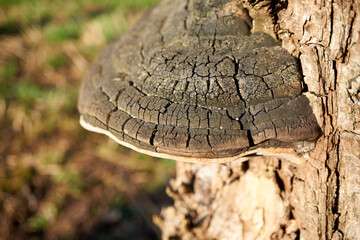 macro shot of a large brown mushroom on a tree trunk