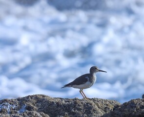 Common sandpiper on rock. Actitis hypoleucos. The common sandpiper is a small Palearctic wader.