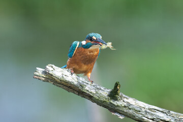 Eisvogel (Alcedo atthis)