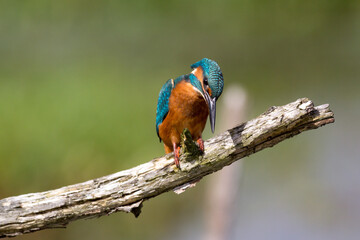 Eisvogel (Alcedo atthis)