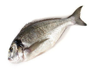 Grey Gilthead Seabream isolated on white Background