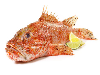 Red Dragon Head Fish isolated on white Background - Scorpion Fish