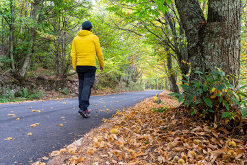 man dressed in yellow practices trekking through chestnut forest in autumn.