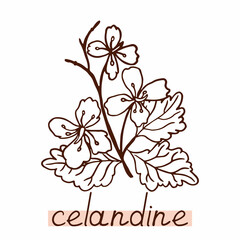 Celandine silhouette. Outline medical plant on white background.