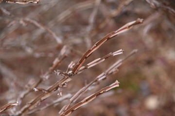 Euonymus wings. Celastraceae deciduous shrub. The flowering season is from April to June, and the autumn leaves are wonderful. 
