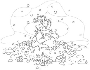 Funny fat groundhog with chubby cheeks looking out of its burrow on a cold winter day, black and white outline vector cartoon illustration for a coloring book page