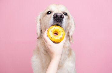 A girl's hands hold fresh yellow donuts near the eyes of a cute dog on a pink background. A golden...