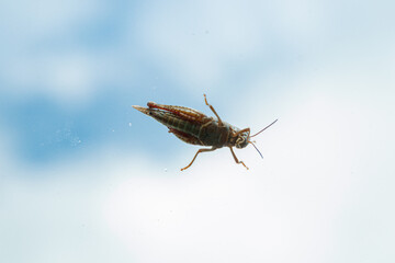 wonderful Grasshopper against a blue sky