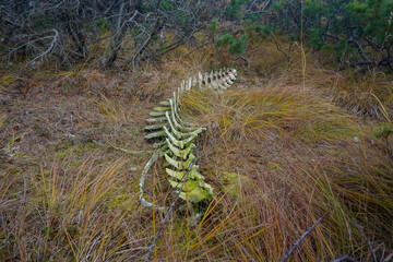 Skeleton of a killer whale in the taiga on Sakhalin Island