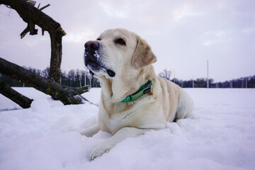 White dog playing in the snow in winter