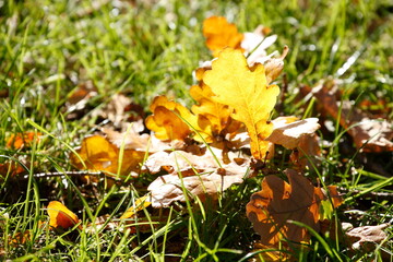 Eichenlaub, bunt verfärbtes Herbstlaub, auf dem Boden liegend, Gegenlicht, Deutschland, europa