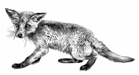 Fox full-length stands, sketch vector graphics monochrome illustration on white background