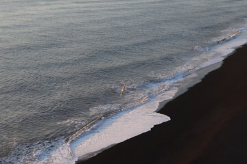 Black sand beach. Iceland. Seagull flying.