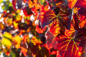 Vineyard leaves texture in autumn colors