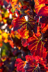 Vineyard leaves texture in autumn colors