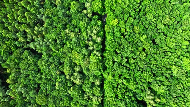 Top down view of green trees. Aerial view of naure