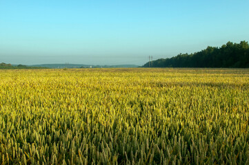 Ripe ears of wheat on the field, sunny day.