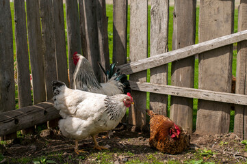Domestic chickens in the fresh air. Rural circumstances.