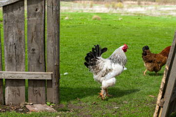 Domestic chickens in the fresh air. Rural circumstances.