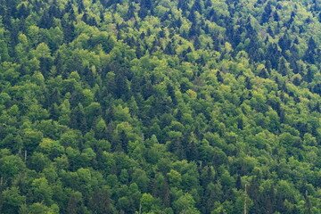 Hillside of dense mixed forest of green coniferous and deciduous trees
