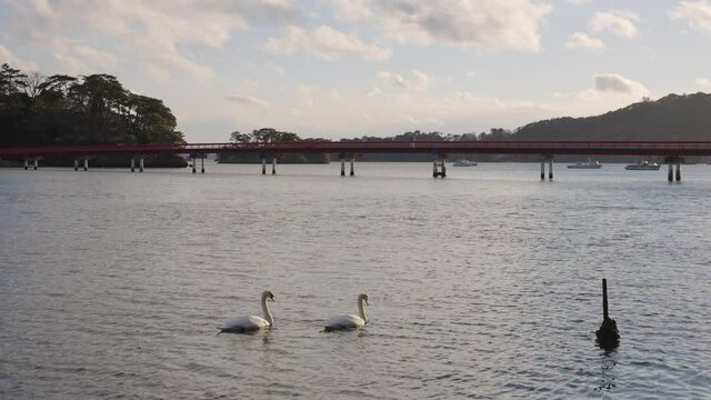 Swans swimming in Matsushima Bay, Miyagi Japan. Fukuurabashi in background