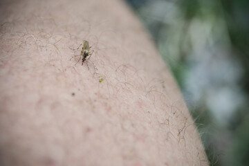 Close-up of mosquito sucking blood from human