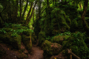 Beautiful forest with bright sunlight in the background