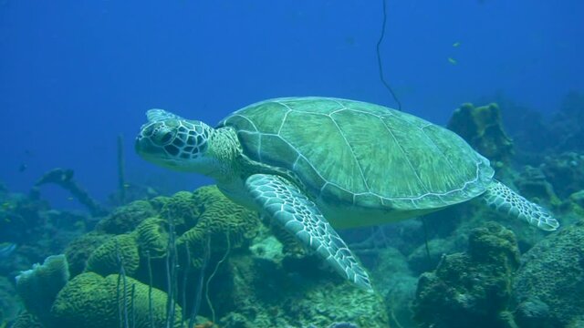 Beautiful Sea Turtle Swimming In The Blue Waters of the Caribbean Sea. Relaxed Scuba Diving in Curacao, Aruba and Bonaire. 