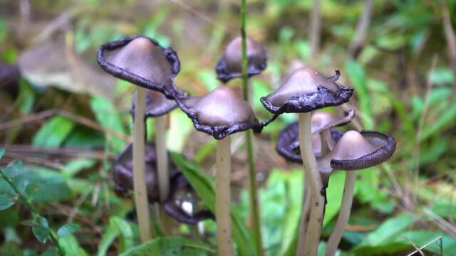 Inky Cap Mushroom (Coprinopsis atramentaria)